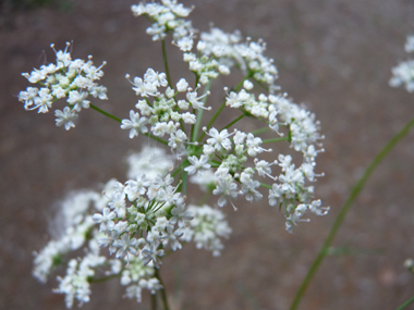 Fleurs blanches groupées en ombelles comportant de 7 à 12 rayons. Agrandir dans une nouvelle fenêtre (ou onglet)